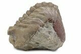 Bargain, Fossil Asaphus Kowalewskii Trilobite - Russia #363186-2